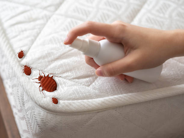 Best Flea Control Services  in De Witt, NY