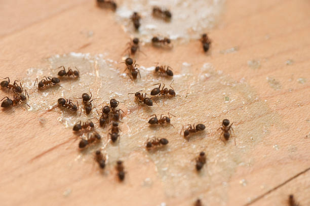 Best Residential Pest Control  in De Witt, NY